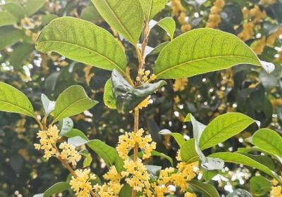 桂花的功效与作用、禁忌和食用方法
