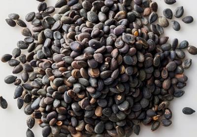 芝麻的功效与作用、禁忌和食用方法
