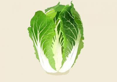 白菜的功效与作用、禁忌和食用方法