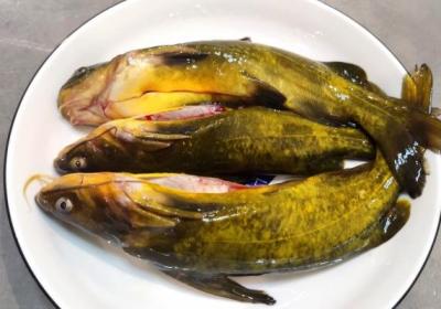 黄骨鱼的功效与作用、禁忌和食用方法