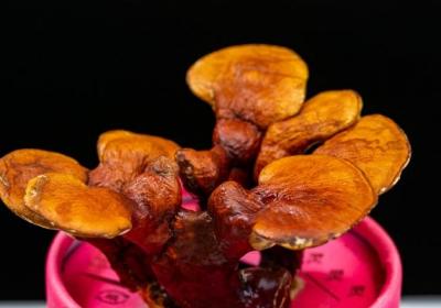 灵芝孢子粉的功效与作用、禁忌和食用方法