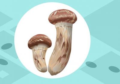 鸡腿菇的功效与作用、禁忌和食用方法