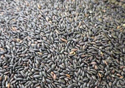 黑米的功效与作用、禁忌和食用方法