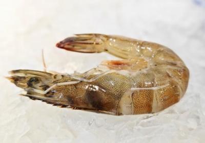 虾的功效与作用、禁忌和食用方法