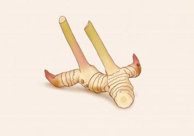 良姜的功效与作用、禁忌和食用方法