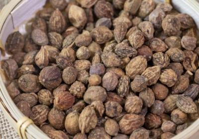 益智仁的功效与作用、禁忌和食用方法