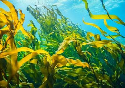 螺旋藻的功效与作用、禁忌和食用方法
