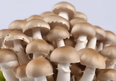 红菇的功效与作用、禁忌和食用方法