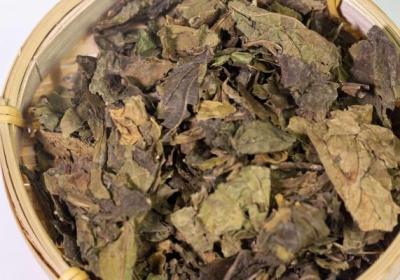 桑叶茶的功效与作用、禁忌和食用方法