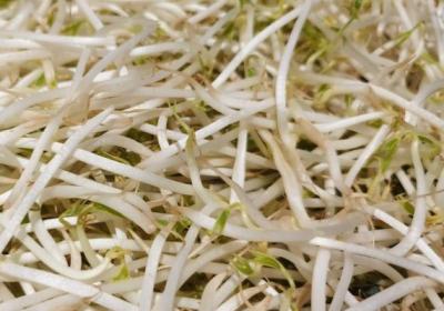 绿豆芽的功效与作用、禁忌和食用方法