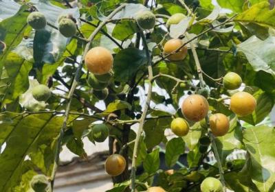 黄皮的功效与作用、禁忌和食用方法