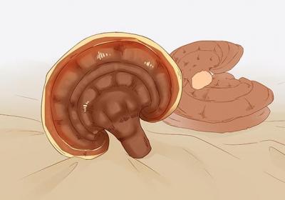 肉灵芝的功效与作用、禁忌和食用方法