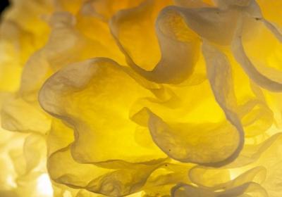 金耳的功效与作用、禁忌和食用方法