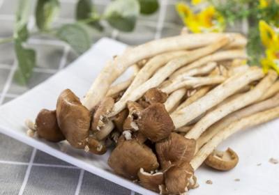 茶树菇的功效与作用、禁忌和食用方法