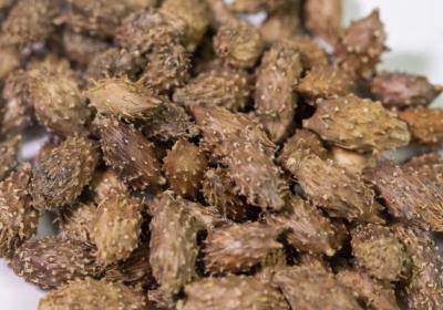苍耳子的功效与作用、禁忌和食用方法
