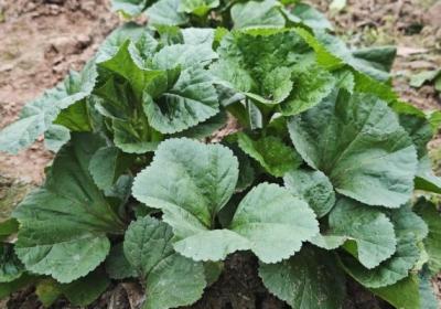 冬寒菜的功效与作用、禁忌和食用方法