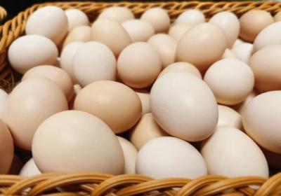 鸽子蛋的功效与作用、禁忌和食用方法