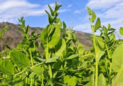 豌豆尖的功效与作用、禁忌和食用方法