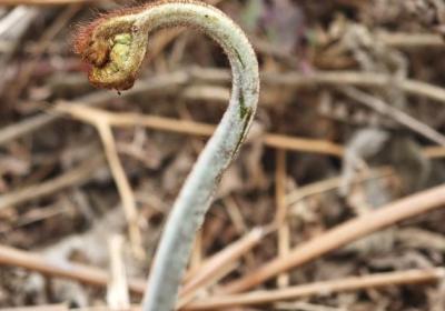 蕨菜的功效与作用、禁忌和食用方法