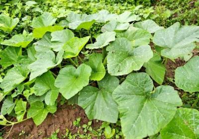南瓜藤的功效与作用、禁忌和食用方法