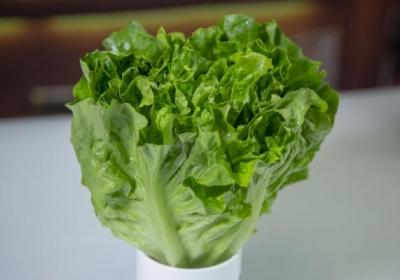 圆生菜的功效与作用、禁忌和食用方法