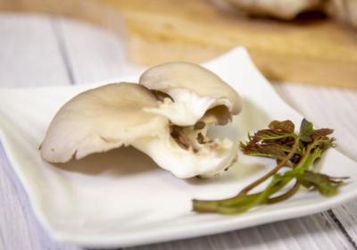 袖珍菇的功效与作用、禁忌和食用方法