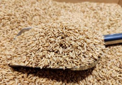 燕麦米的功效与作用、禁忌和食用方法