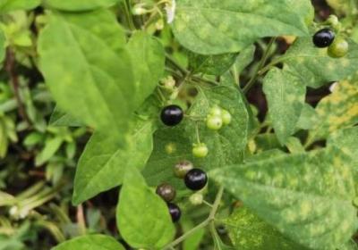 龙葵果的功效与作用、禁忌和食用方法