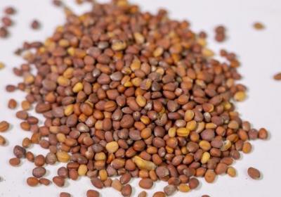 莱菔子的功效与作用、禁忌和食用方法