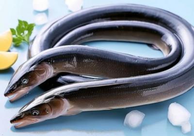 鳗鱼的功效与作用、禁忌和食用方法