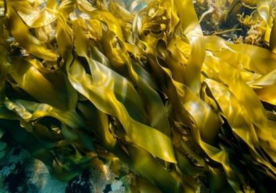 海苔的功效与作用、禁忌和食用方法