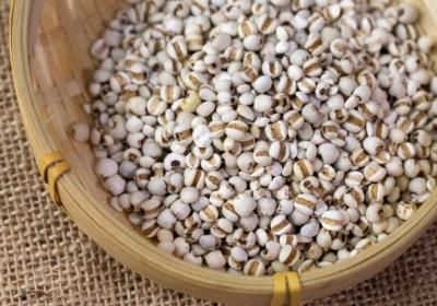 苡仁的功效与作用、禁忌和食用方法