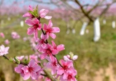 桃花茶的功效与作用、禁忌和食用方法