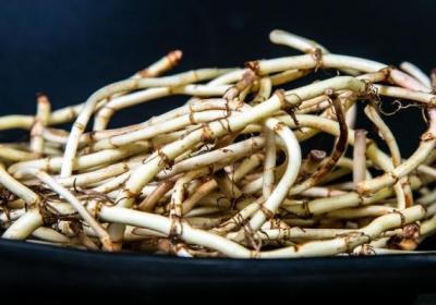 折耳根不能和什么食物一起吃