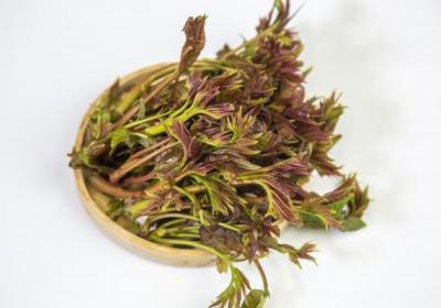 香椿的功效与作用、禁忌和食用方法