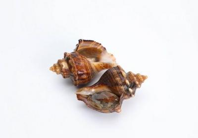 海螺哪里不能吃