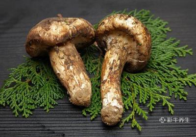 松茸不能和什么一起吃