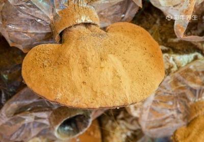 吃灵芝孢子粉的禁忌