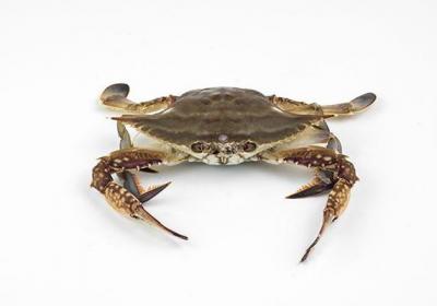吃梭子蟹的禁忌