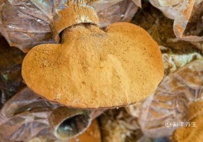 灵芝孢子粉的禁忌人群