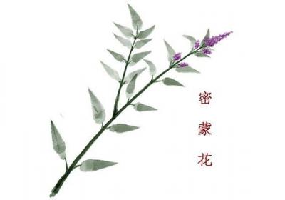 密蒙花泡水喝的禁忌