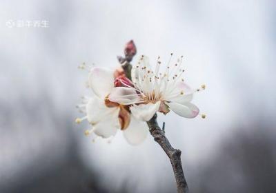 白梅花什么人不能喝