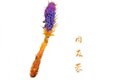 肉苁蓉三种人不能吃