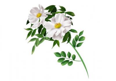 白芍的副作用和禁忌
