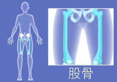 股骨长偏长是个子高么