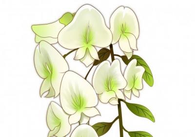 槐花能吃吗?