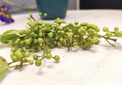 炖羊肉放花椒吗