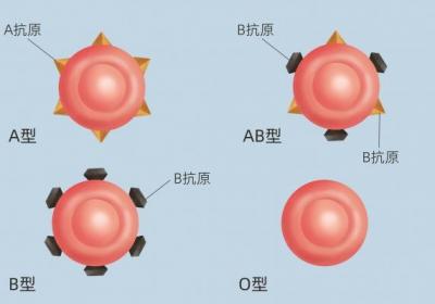 A型血和O型血生的孩子是什么血型