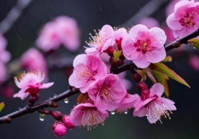 腊梅花可以泡水喝吗