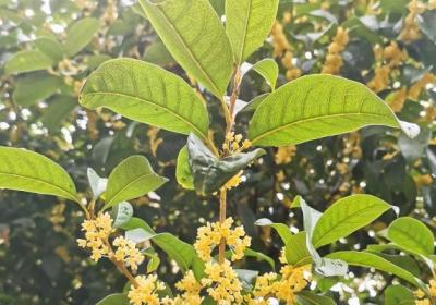 桂花怎么晒干保留香气